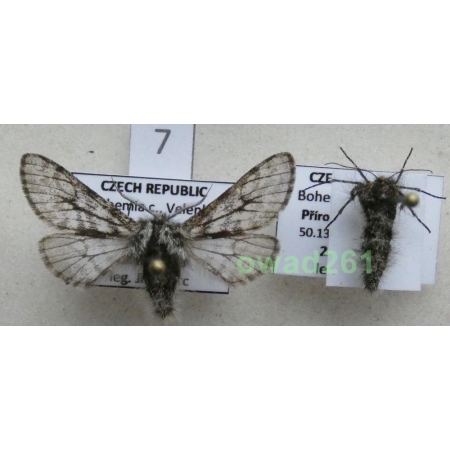 Lycia pomonaria (Hübner, 1790) pair Czech7